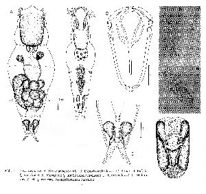 Tzschaschel, G (1979): Mikrofauna des Meeresbodens 71 p.32, fig.14